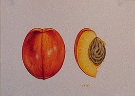 nectarine